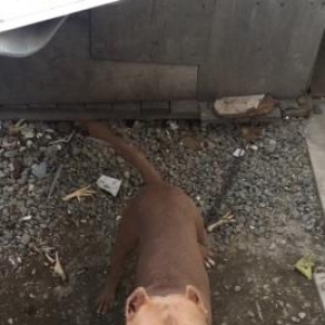 Salam pitbull satılır veyaxuda barter olunur temiz qandır 8 aylıqdı 2