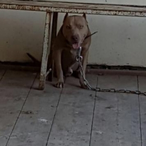 Salam pitbull satılır veyaxuda barter olunur tem