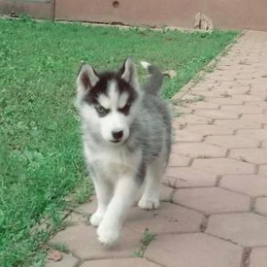 Huskiy