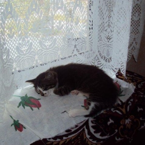 отдаем кошек оптом в добрые руки! матери кошки 2 года троим котят по