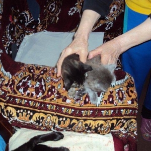 отдаем кошек оптом в добрые руки! матери кошки 2 года троим котят по