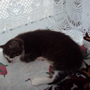 отдаем кошек оптом в добрые руки! матери кошки 2 года троим котят по