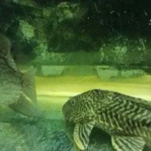 Satilir cernapalos. Albinos 2az brilyant 10 akvarium 130 litr 30azn