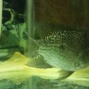 Satilir cernapalos. Albinos 2az brilyant 10 akvarium 130 litr 30azn