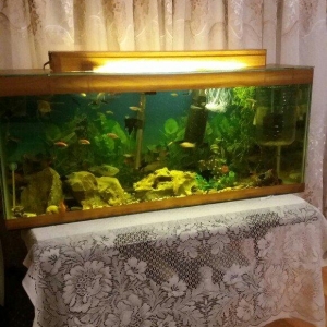 akvarium 1m uzunu 25 eni 40 hündürlüyü qapağı və işığ yeri var arxa fo
