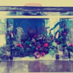 Akvarium 40 litrelik Satilir.Eni 25 sm
 Uzunlugu 50 sm
 Hundurluyu 30