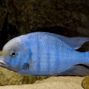 Delfin baliqlarinin balaları 3 sm 2 azn. Ozum artirmişam. Başqa baliql