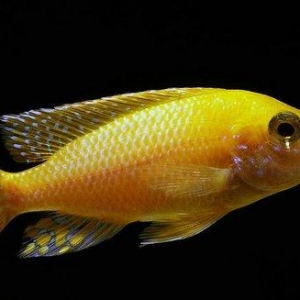 Fire fish baliqlari. Ozum artirmisam  boyları 4 sm 2 azn 5 sm 3 azn. Y
