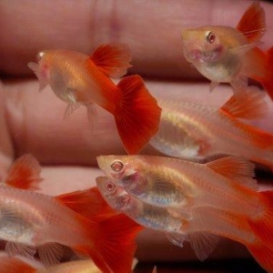 Гуппи красный альбинос 3-3,5см, 
Guppi albinos full red 3-3.5sm