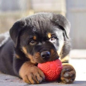 Rottweiler dan başlayan qiymətlərlə...Ukraynadan sifarişlə,Radaslo