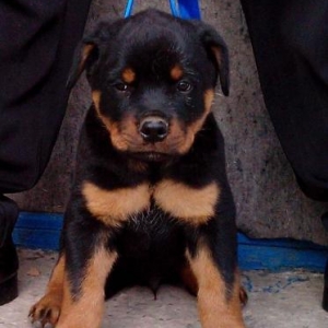 Rottweiler dan başlayan qiymətlərlə...Ukraynadan sifarişlə,Radaslo