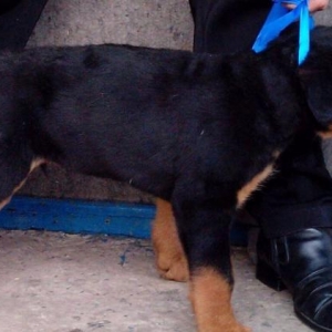 Rottweiler dan başlayan qiymətlərlə...Ukraynadan sifarişlə,Radaslo