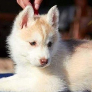 Sibirski xaski(Husky)-radaslovonnu xaskilər 450$.