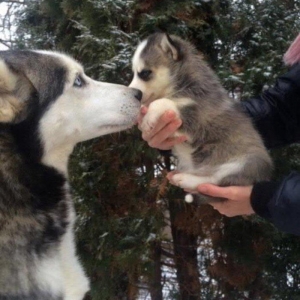 Sibirski xaski(Husky)-radaslovonnu xaskilər 450$. Çempion balaları,Sər