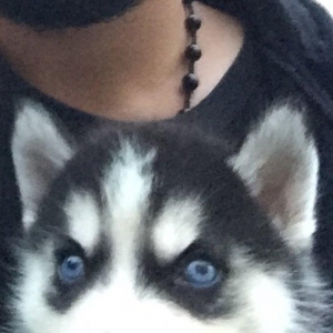 Salam temiz xaski balaları satlır 45 günlük qu