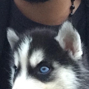 Salam temiz xaski balaları satlır 45 günlük qurd dermanı verlib 1 ci p