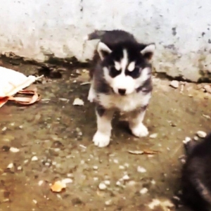 Salam temiz xaski balaları satlır 45 günlük qurd dermanı verlib 1 ci p