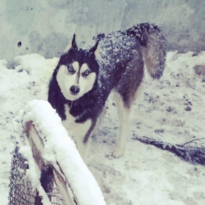 Salam temiz xaski balaları satlır 45 günlük qurd dermanı verlib 1 ci p