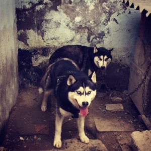 Salam temiz xaski balaları satlır 45 günlük qurd dermanı verlib 1 ci p