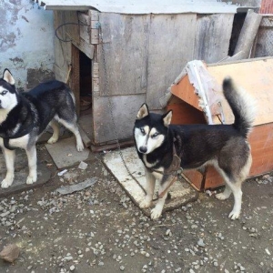 Salam temiz xaski balaları satlır 45 günlük qurd dermanı verlib 1 ci p