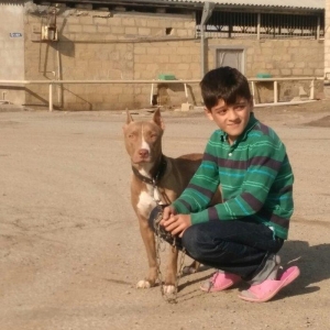 Pitbull Red Nose satlir 1 yas 7 ayligdir bir qarin bala verib birinci