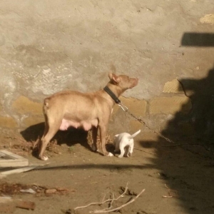 Pitbull Red Nose satlir 1 yas 7 ayligdir bir qarin bala verib birinci