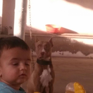 Pitbull Red Nose satlir 1 yas 7 ayligdir bir qarin bala verib birinci