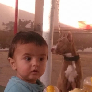 Pitbull Red Nose satlir 1 yas 7 ayligdir bir qarin bala verib birinci