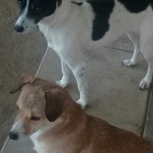 cek itlerdi ikiside diwidir heyeti qoruyan itlerdi adamcildi cox oldug