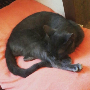 korat cinsi sotland pisiyide deyilir her ay muayneden kecb