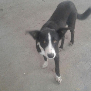 1ədəd alman ovçarkası satılır 1 yaşı var. 