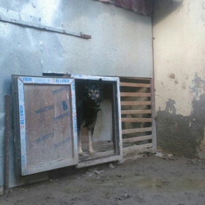 erkey avcarka 1 yas 5 ayliqdu cox aktiv itdir  heyeti qoruyur usaqlarl