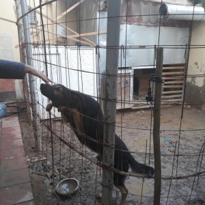 erkey avcarka 1 yas 5 ayliqdu cox aktiv itdir  heyeti qoruyur usaqlarl