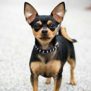 Chixuaxua 6 ayliq  saglamdi temizdi iynesi vaxdi vaxdinda vurulur Sati