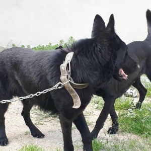 yevrapeyka 1illiydi dil bilir. erkeydi .iyneleri vurub tam saglamdir r