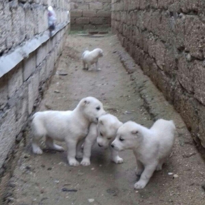 salam aģ alabay balaları satiram wekiller realdi natura temiz balalard