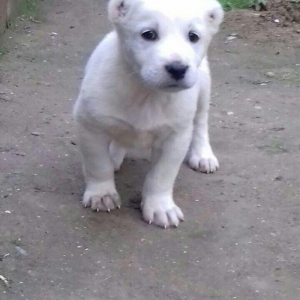 salam aģ alabay balaları satiram wekiller realdi natura temiz balalard