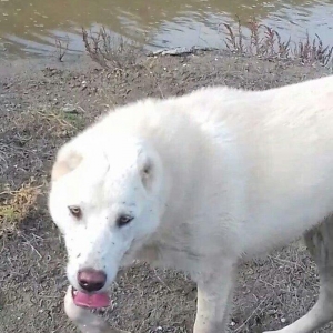 Salam Temiz Natura Aģ Alabay Balası Satiram Weki