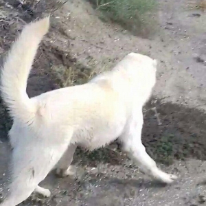 Salam Temiz Natura Aģ Alabay Balası Satiram Wekil realdi maraqlanan we