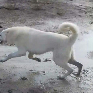 Salam Temiz Natura Aģ Alabay Balası Satiram Wekil realdi maraqlanan we
