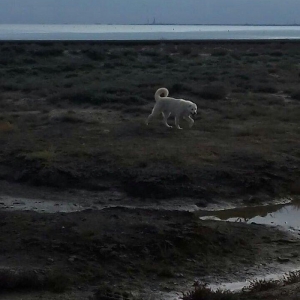 Salam Temiz Natura Aģ Alabay Balası Satiram Wekil realdi maraqlanan we