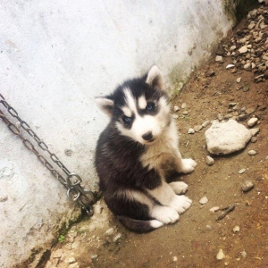 Temiz xaski balası satılır 46 günlük 1 erkek qalıb şekildeki baladır a