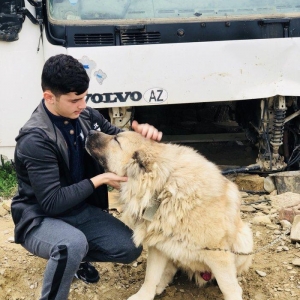 Qafqaz coban iti temiz qan çox güclüdü