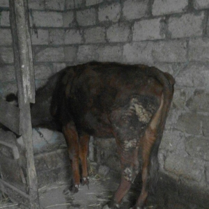 duye 1 yaş 5 ayılqdi anası 35 litir süd verir 