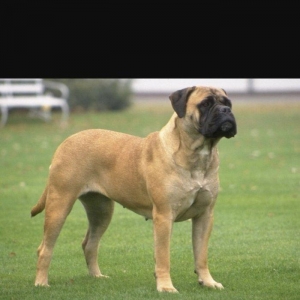 Bullmastiff bulmassiv 1 yawinda erkek ukraynadan getizdirilib her bir