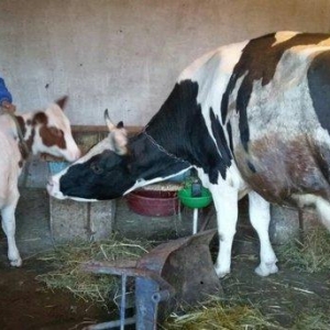 Salam dana satılır.... Birinci balasıdı anası