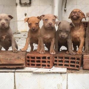 salam.temiz pitbull balalri satilir 37 gunluk.qurd dermanlari verilib