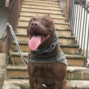 Temiz pitbull balalarıdı satılır elaqe nömr