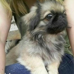 4 aylıq dişi pekines satılır tam sağlam tam p