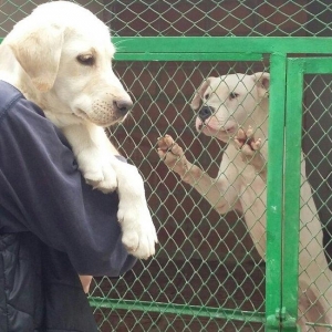 labrador retriever balası satılır 3 ay yarımlıq dişi